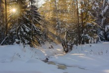 Зимний лес / Световые эффекты в вечернем лесу