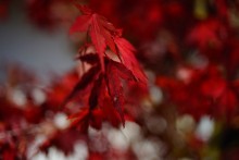 Осень в каруидзаве / Япония
