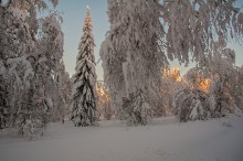 Лесная красавица / Зимний лес
