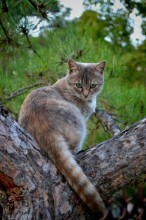 &nbsp; / Кот,который гуляет сам по себе&quot;