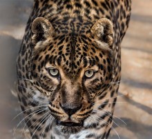 Кавказский леопард / Кавказский леопард