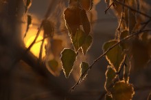 С надеждой на тепло. / Снимок сделан утром, в легкий туман , с инеем на листве и отражением солнца в реке.