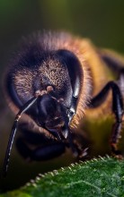 Пчела / Пчела