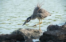 ....what lies beneath the surface ? / Yellow-crowned Night Heron