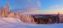 Утренний свет / Солнечный свет на деревьях