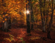 Сказки Осеннего леса... / ...