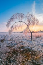 Ноша / Обледенелые ветки очень тяжкой ношей стали для березы.