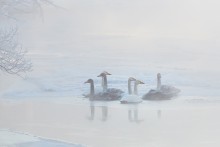 Холодный туман / Камчатка. Январь 2014. 
Лебеди кликуны холодным утром на реке Паратунка.

Фототур по Камчатке 2015. Курильское озеро. http://ratbud.livejournal.com/19394.html