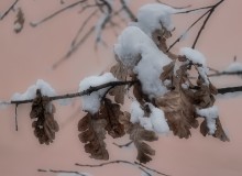Дуб растет... / ...близ розовой стены...