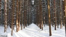 Зимний лес / 2012 год, фотографировал, еще незеркалкой.