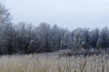 ноябрь / лесополоса во время заморозка