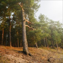  / Осень, берег озера, сосна