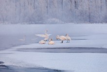 Морозное утро на Лебедином / Алтайский край, оз. Светлое (Лебединое), место зимовки лебедей.
