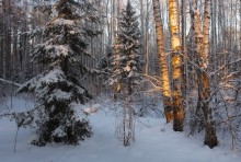 Последний луч / Прогулки по зимнему лесу