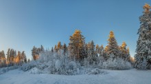 Зима. / Ленинградская область.