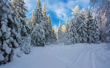 Лесные красавицы / Зимний лес