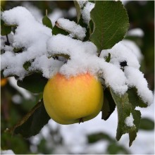 Ещё раз о яблоках на снегу / Яблони в саду на яблоне , после первого снега
