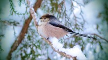Зимние зарисовки. / Снег на Кубани не такое частое событие. Зима пока была 3 дня и снега уже нет.