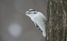 Downy Woodpecker / female