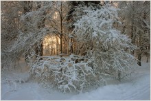 Зимушка / Закат в зимнем лесу