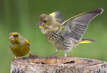 &quot;Ну, что Отец, поговорим?...&quot; / птенец зеленушки обыкновенной (справа) требует еды у отца...