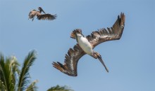 brown pelican @ diving stage / The brown pelican is one of the only two pelican species which feeds by diving into the water.