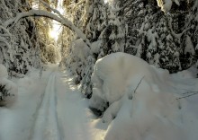 Прогулка на лыжах по зимнему лесу... / зимний лес