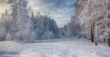 Замороженный лес / Дед Мороз разгулялся
