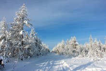 лесная дорога / зима, Якутия