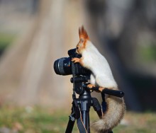 Фотоохотник / Любопытство белочек даёт возможность сделать такие кадры.