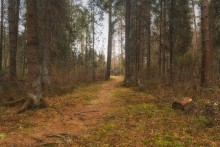&nbsp; / по лесным дорожкам