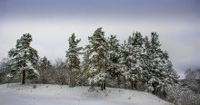 После ночного снегопада / Сосны под тяжестью снега