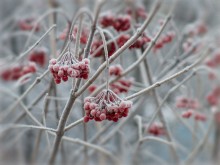 Зимние сладости / Замерзшие ягоды калины