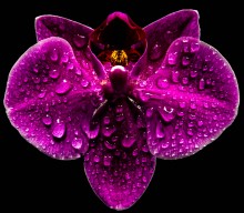 Слезы орхидеи / Орхидея в слезах