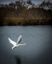 &nbsp; / Полет лебедя над озером