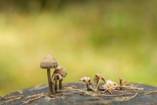 Ненужные грибы / Ненужные грибы