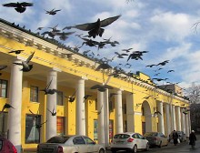 &nbsp; / голуби