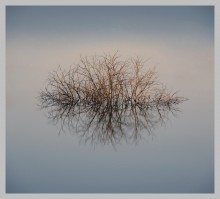  / Куст в воде