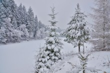 Зимой на озере. / зима,озеро,снег