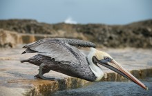 disturbed balance / brown pelican