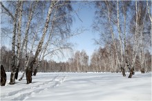 Цвет зимы / В лесу у Камышенска