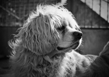 спаниель / No comments.