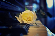 Белая роза / роза на пианино