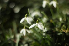 &nbsp; / Весна под окном