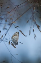 Утро в серебре / Бабочка голубянка ранним утром. Фото со вспышкой.