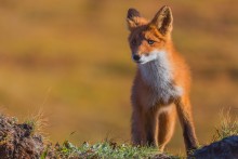 Осторожный лис / Камчатка. Август 2013. Природный парк Ключевской.
Подробности здесь http://ratbud.livejournal.com/16950.html
