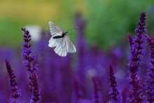 Butterfly, butterfly... / Бабочка в полете
