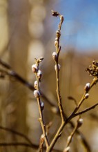 Ну во и весна / Ну во и весна