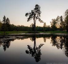 Пленник старого озера / Дерево посреди озера