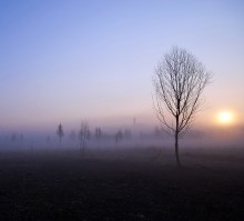 _iI* / утро, дерево, туман